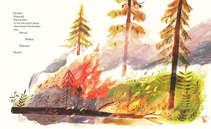 Pine Cone Regrown: How One Species Thrives After Fire