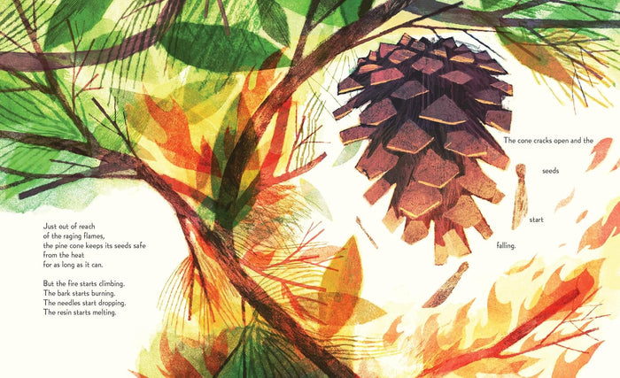 Pine Cone Regrown: How One Species Thrives After Fire